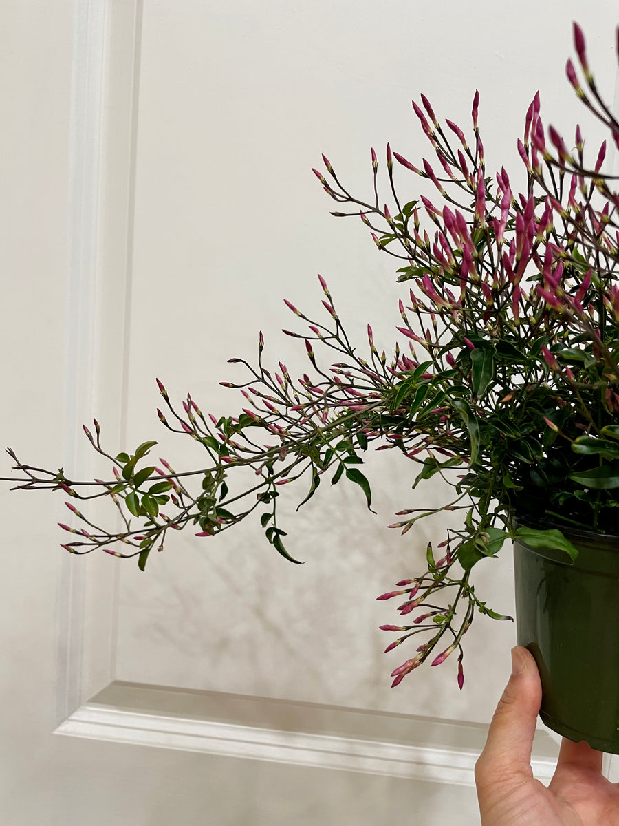 Pink jasmine (Jasminum polyanthum) – Happy Sunrize