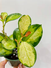 Load image into Gallery viewer, Hoya Australis Lisa