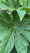 Load image into Gallery viewer, Japanese Aralia (Fatsia Japonica Variegata)