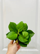 Load image into Gallery viewer, Hoya Pachyclada