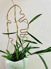 Load image into Gallery viewer, Hoya Shepherdii