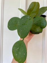 Load image into Gallery viewer, Hoya Obovata