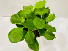 Load image into Gallery viewer, Hoya Pachyclada