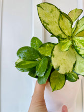 Load image into Gallery viewer, Hoya Australis Lisa