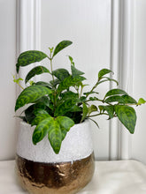 Load image into Gallery viewer, Black Pagoda Lipstick Plant (Aeschynanthus Longicaulis)