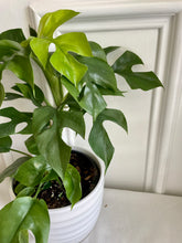 Load image into Gallery viewer, Monstera Ginny (Rhaphidophora Tetrasperma)
