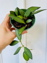 Load image into Gallery viewer, Hoya sp aff Burtoniae