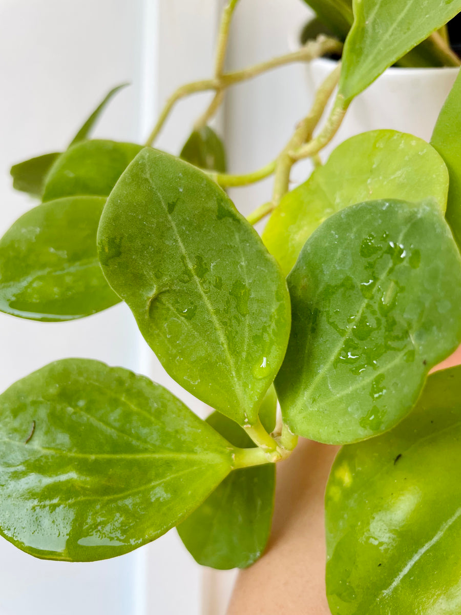 Hoya Pachyclada – Happy Sunrize