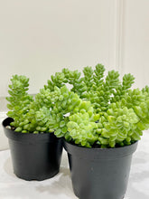 Load image into Gallery viewer, Donkey’s Tail (Sedum Morganianum)