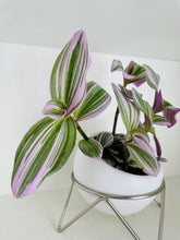Load image into Gallery viewer, Tradescantia Nanouk (Tradescantia B. Variegata)