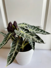Load image into Gallery viewer, Amazon Taro (Alocasia Amazonica Bambino)