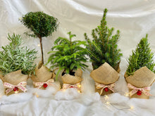 Load image into Gallery viewer, Norfolk Pine