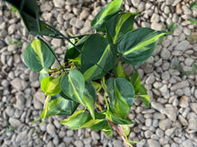 Load image into Gallery viewer, Heartleaf Philodendron (Philodendron Brasil)