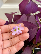 Load image into Gallery viewer, Purple Shamrock (Oxalis Triangularis)