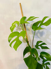 Load image into Gallery viewer, Monstera Ginny (Rhaphidophora Tetrasperma)