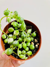 Load image into Gallery viewer, Variegated String of Pearls (Senecio or Curio rowleyanus f. variegatus)