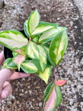 Load image into Gallery viewer, Hoya Carnosa Krimson Princess