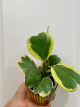 Load image into Gallery viewer, Hoya Kerrii Variegated (Hoya Kerrii Albo)