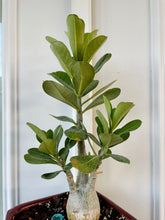 Load image into Gallery viewer, Desert rose (Adenium Obesum)
