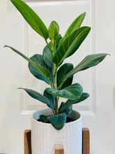 Load image into Gallery viewer, Ficus Audrey (Ficus benghalensis)