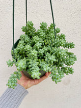 Load image into Gallery viewer, Donkey’s Tail (Sedum Morganianum)