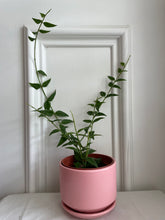 Load image into Gallery viewer, Hoya Bella