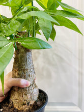 Load image into Gallery viewer, Money Tree (Pachira)