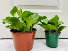 Load image into Gallery viewer, Hoya Pachyclada