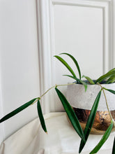 Load image into Gallery viewer, Hoya Shepherdii