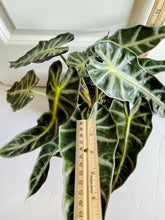 Load image into Gallery viewer, Amazon Taro (Alocasia Amazonica Bambino)