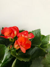 Load image into Gallery viewer, Rieger Begonias
