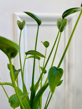 Load image into Gallery viewer, Tiny Dancers Alocasia (Alocasia “Tiny Dancers”)