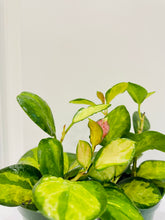 Load image into Gallery viewer, Hoya Australis Lisa