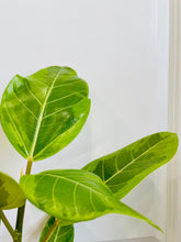 Load image into Gallery viewer, Ficus Altissima Golden Gem