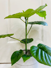 Load image into Gallery viewer, Ficus Umbellata (Ficus Umbellata)