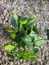 Load image into Gallery viewer, Heartleaf Philodendron (Philodendron Brasil)