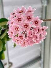 Load image into Gallery viewer, Hoya Hindu Rope (Hoya Carnosa Compacta)