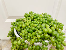 Load image into Gallery viewer, String of Pearls (Senecio Rowleyanus)