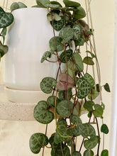 Load image into Gallery viewer, String of Hearts (Ceropegia woodii)