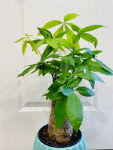 Load image into Gallery viewer, Money Tree (Pachira)
