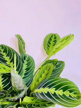 Load image into Gallery viewer, Lemon Lime Prayer Plant (Maranta Leuconeura)