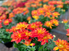 Load image into Gallery viewer, Fall MUM arrangement