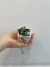 Load image into Gallery viewer, Variegated String of Hearts (Ceropegia woodii variegata )