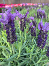 Load image into Gallery viewer, Lavender varieties