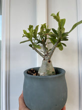 Load image into Gallery viewer, Desert rose (Adenium Obesum)