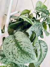 Load image into Gallery viewer, Satin Pothos (Scindapsus Pictus Exotica)