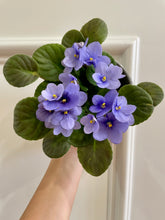 Load image into Gallery viewer, African Violets
