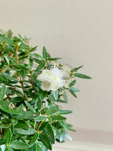 Load image into Gallery viewer, Heirloom Myrtle Topiary (Myrtus Communis)