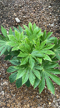 Load image into Gallery viewer, Japanese Aralia (Fatsia Japonica Variegata)