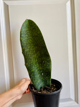 Load image into Gallery viewer, Whale Fin Plant (Sansevieria Masoniana)